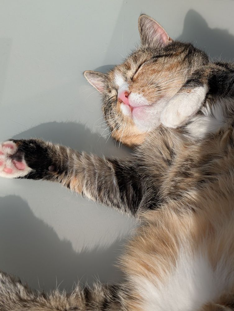 a cat on a table in the sunshine