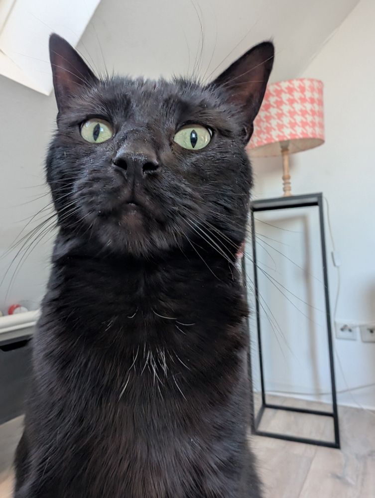 A black cat. 