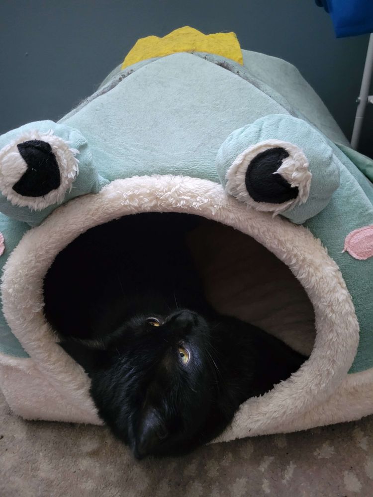 a black cat named janeway languishes upside down inside a light green frog-shaped bed thingy