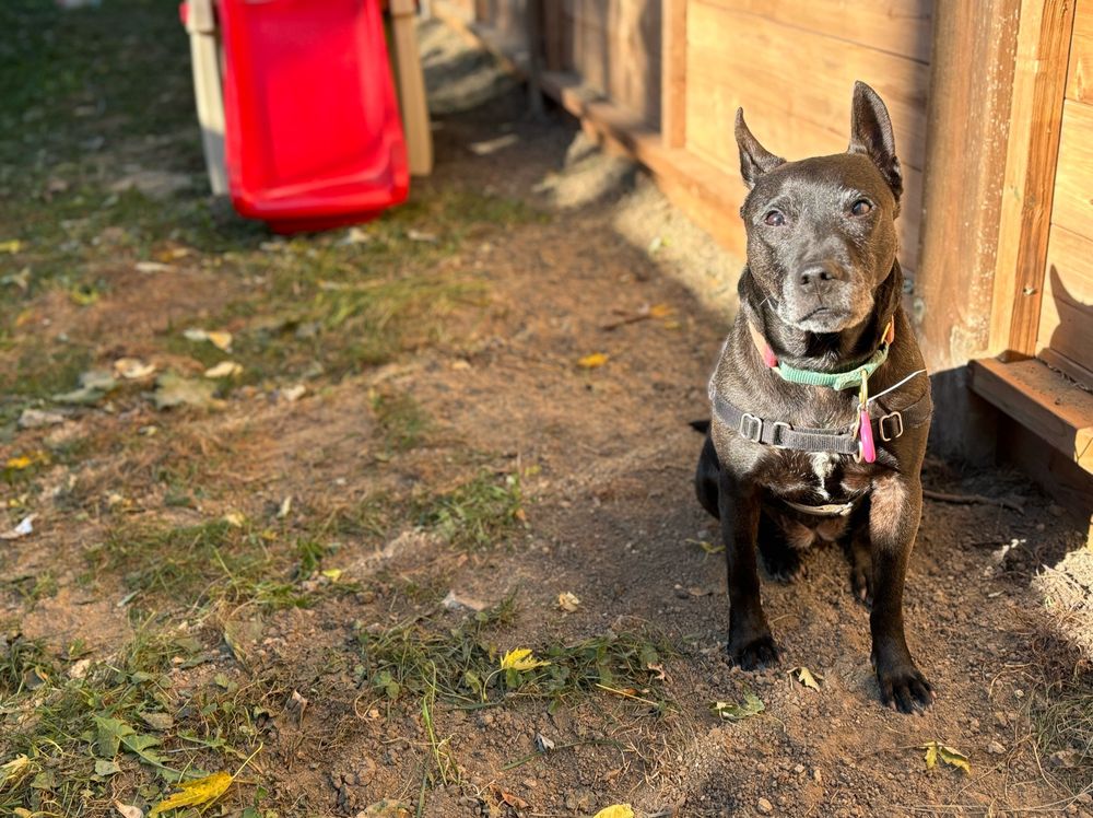 A small black dog sits on the grass in the sun beside a fence. Her fur shines in the light and her ears are perked up and swivelled in different directions. Behind her is a small red plastic slide.