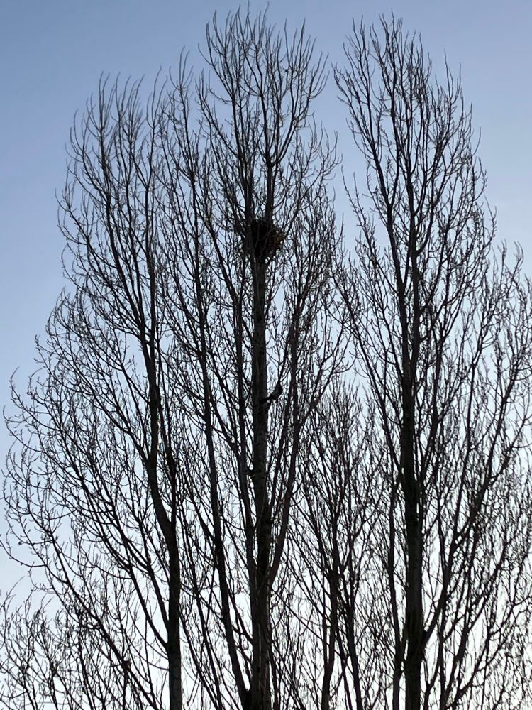 Zoekplaatje. Een boomkroon met een nest en een ekster.