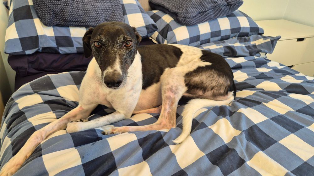 Rosie is a black and white greyhound. She is lying on a bed with blue and white bedding.