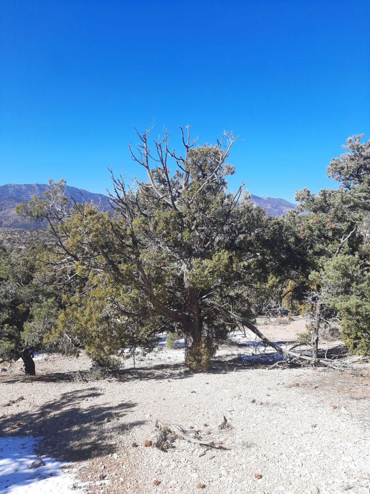 An old utah juniper in southern Nevada