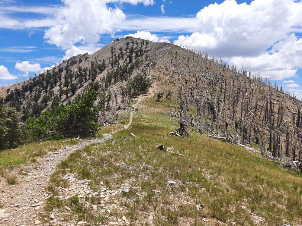 Burned and unburned bristlecone pine along a ridgeline.