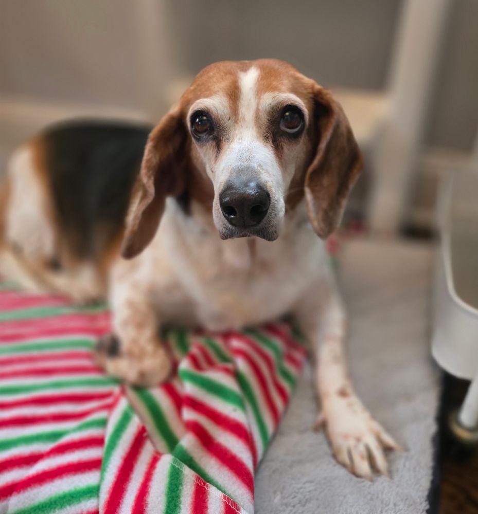 A freckled tri color beagle lays on a Christmas red and green striped blanket looking sadly at the camera. 