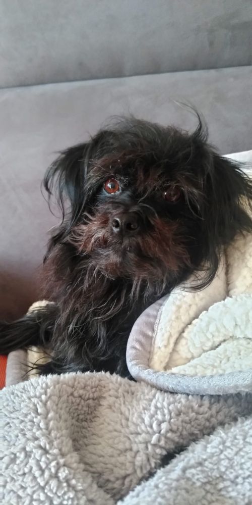 Same dog looks back at camera, still under a blanket, still unimpressed looking.