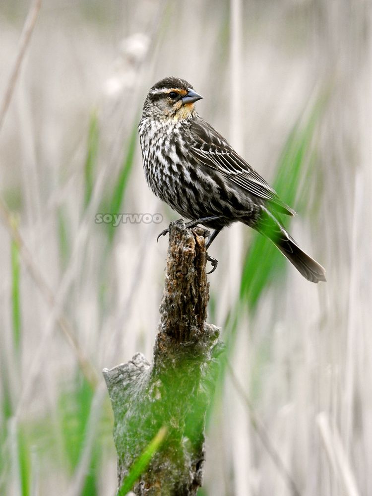 Brown and white bird standing on the remains of a thin tree, surrounded by reeds, a few of them green among mostly dry ones.