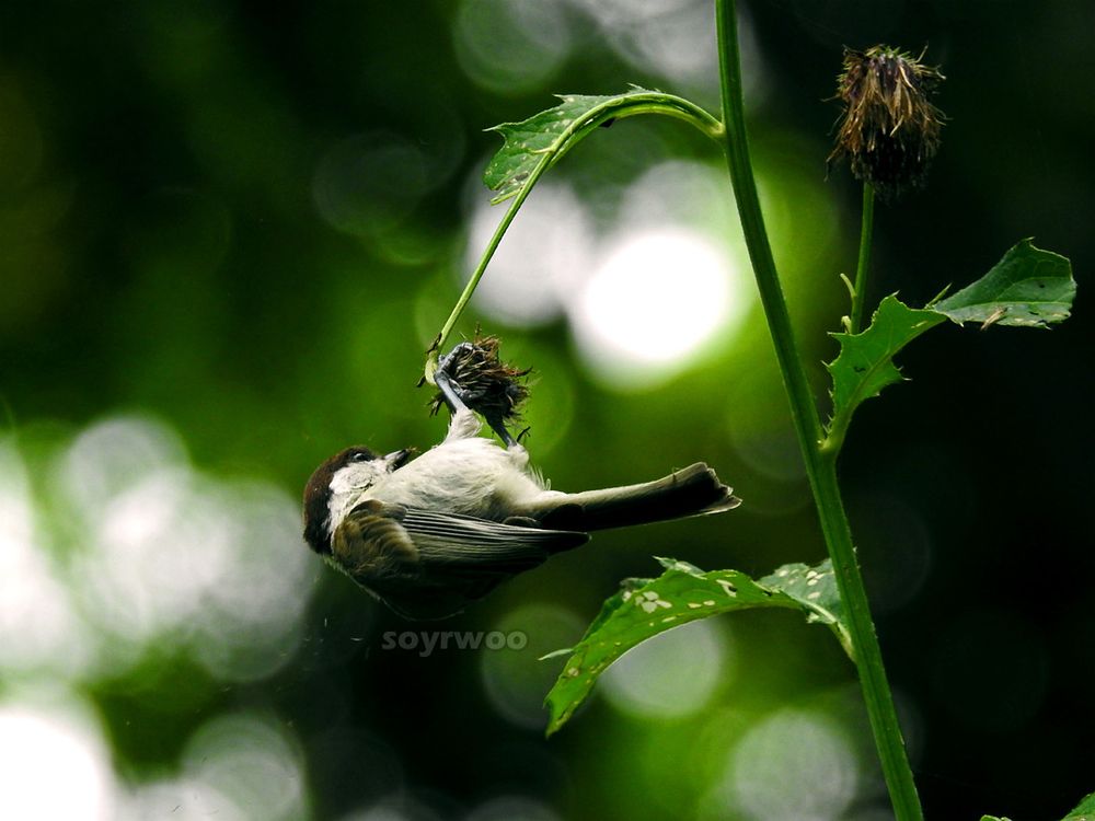 Small, black-capped songbird hanging upside-down from a dead flower head with tiny strands of fluff and seed falling from it