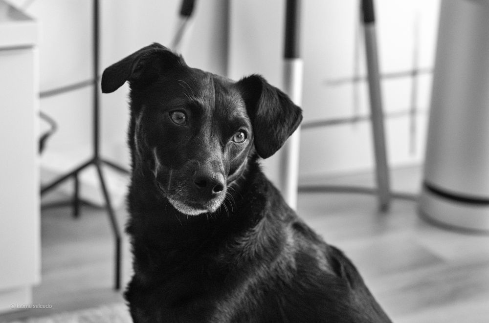 Mia is ready for a walk