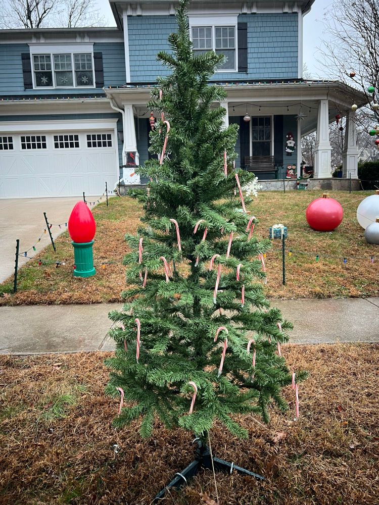 Christmas tree decorated with edible candy canes stands in the yard of a house with other Christmas decorations on the lawn.