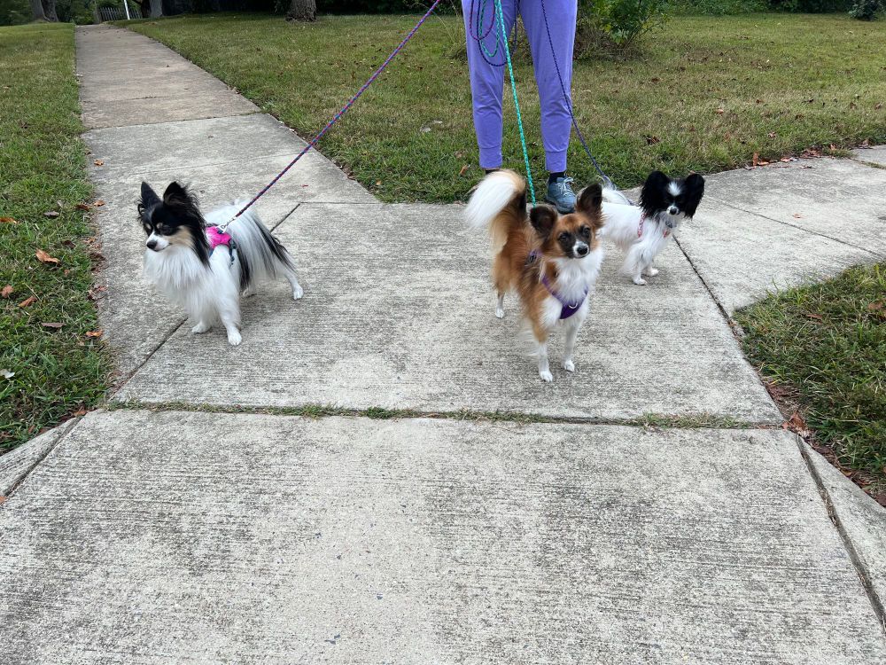 Three papillons (small white and black and white and brown dogs) on the sidewalk.