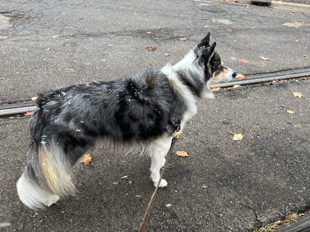 Black, tan and white dog with snow in her fur standing in between the rails.