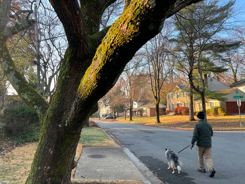 The sun shine on green moss growing on a bare tree with a man walking a dog on a street beside. Houses and a green street sign appear to the right.