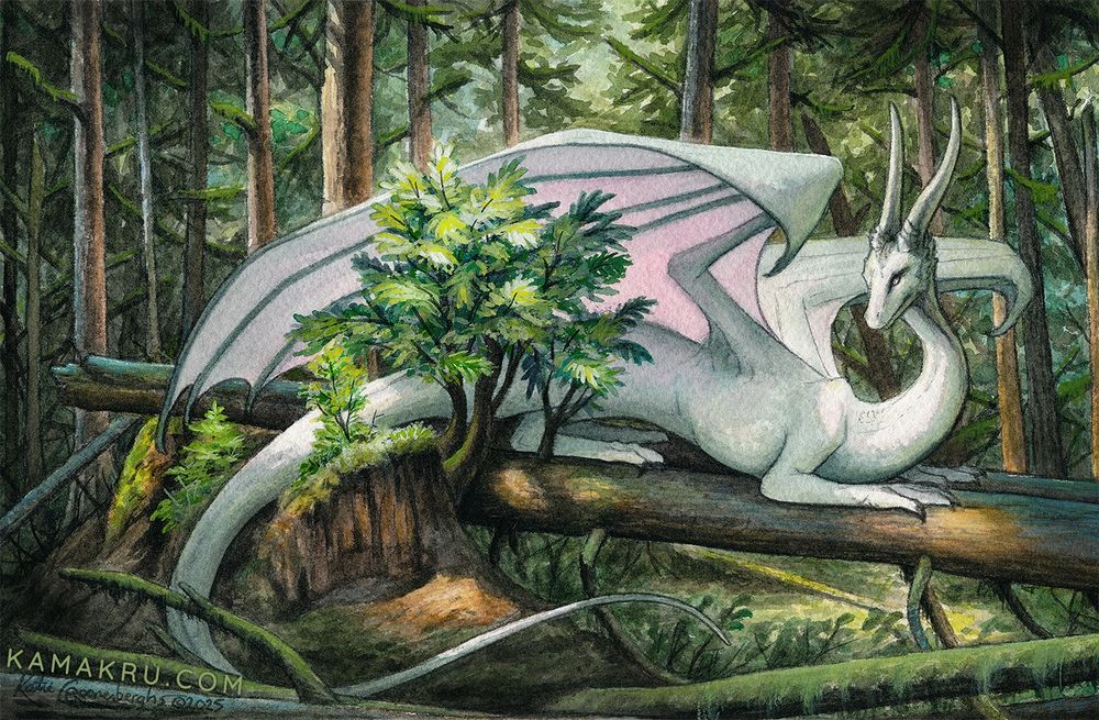 Illustration of a white dragon laying on a fallen tree looking quite relaxed. The scene is a deep forest with lots of trees. A small tree is growing out of the stump of the fallen tree, the dragon's tail is curled around the stump. Sunlight spots the trees and forest floor. Text reads kamakru.com, signed Katie Croonenberghs 2025