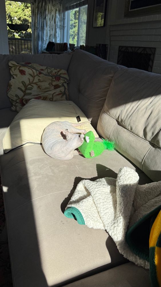 Baby Jessica my sphinx cat mid fight with her toy pickle 