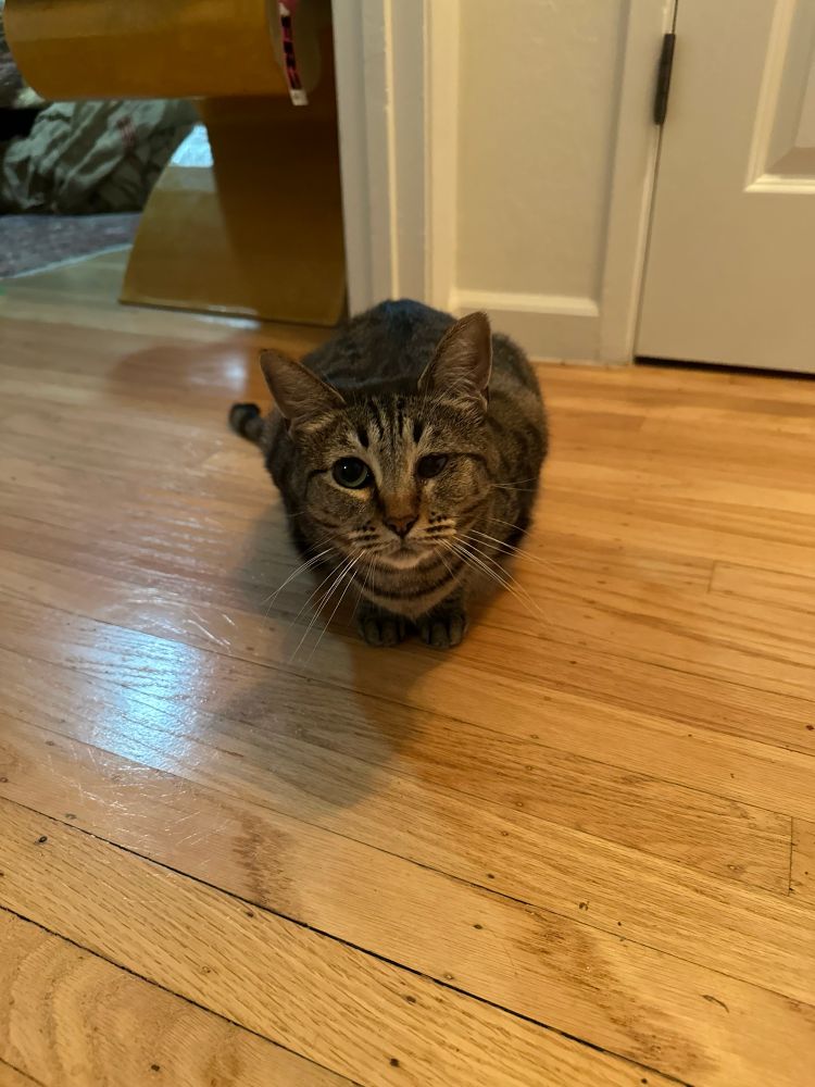 One eyed tabby cat that has engaged the Puss-In-Boots Eyes