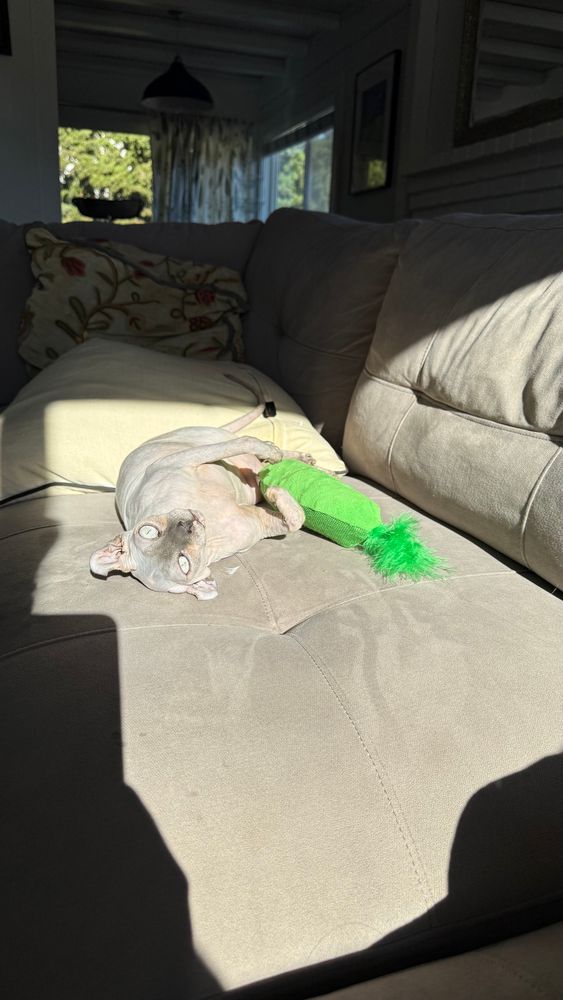 Baby Jessica my sphinx cat and her toy pickle 