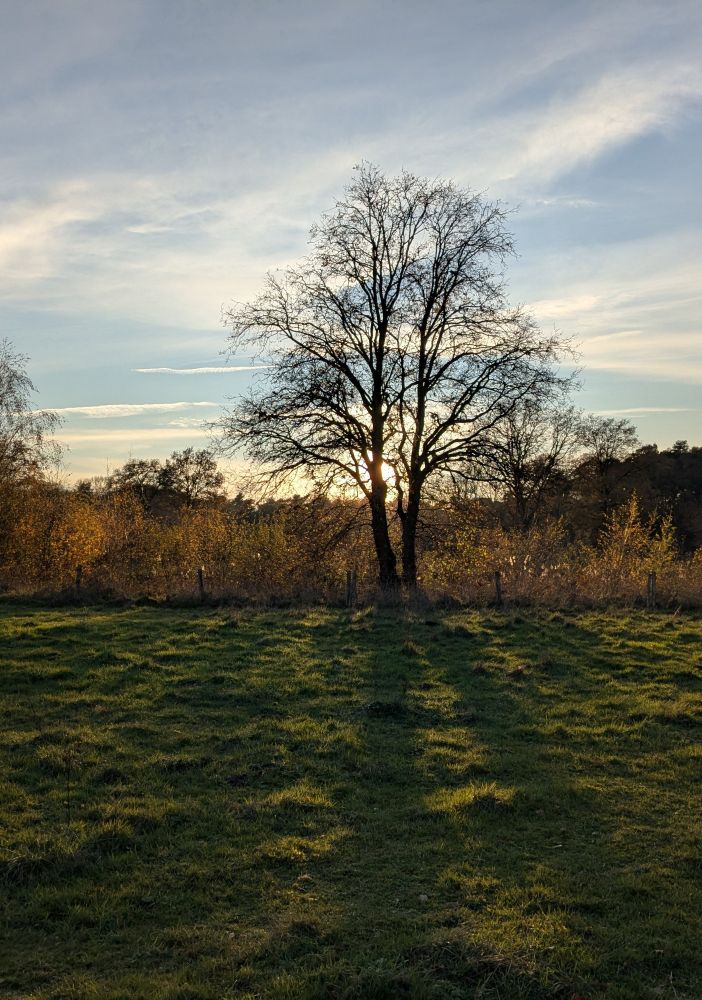 A leafless tree surrounded by tall dried golden reed, backlit by the setting sun. The shadow of the tree casts lines onto the green grass in front. The sky is hazy blue.