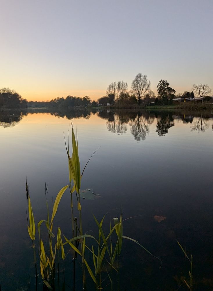 A lake at blue hour reflecting the leafless trees at the other side in the completely still water. In the foreground some green grasses sticking out the water.