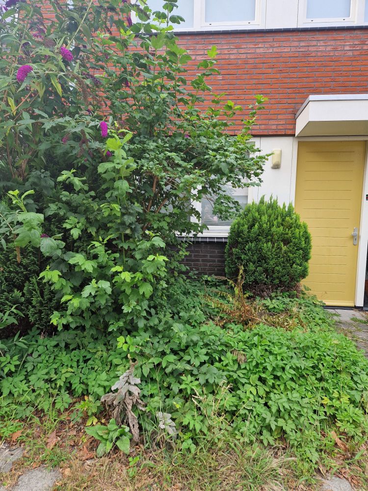 Een zeer overwoekerde, maar kleine voortuin. Heel veel zevenblad, meerdere grote coniferen en een ontplofte viburnum. 