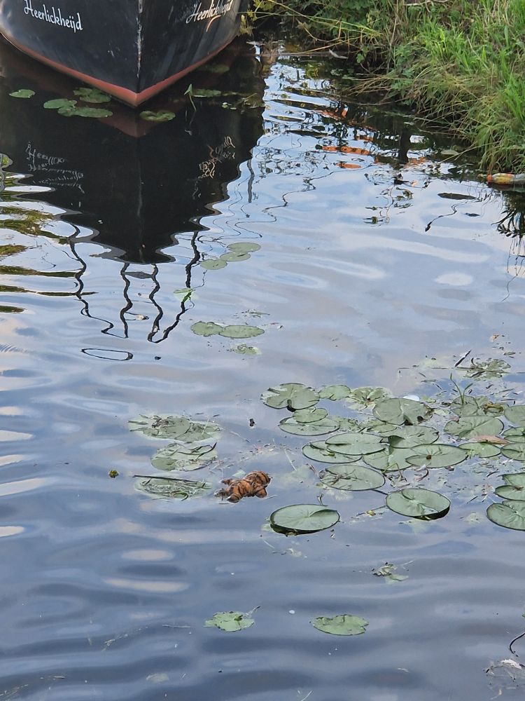 Een tijgerknuffel head down drijvend tussen de waterlelies in het Almelose Kanaal.