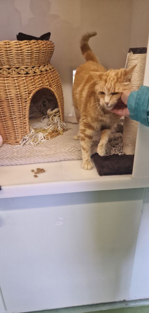 The very first photo I took of Molly, in her unit at Animal Aid Huncote. She came over and nuzzled against my outstretched hand.