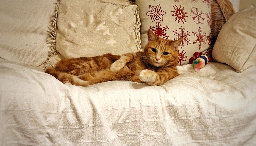 Molly lying on one of her many beds, a wicker sofa with a white linen covering and several cushions, including a white one with a red icicle Christmassy pattern.
