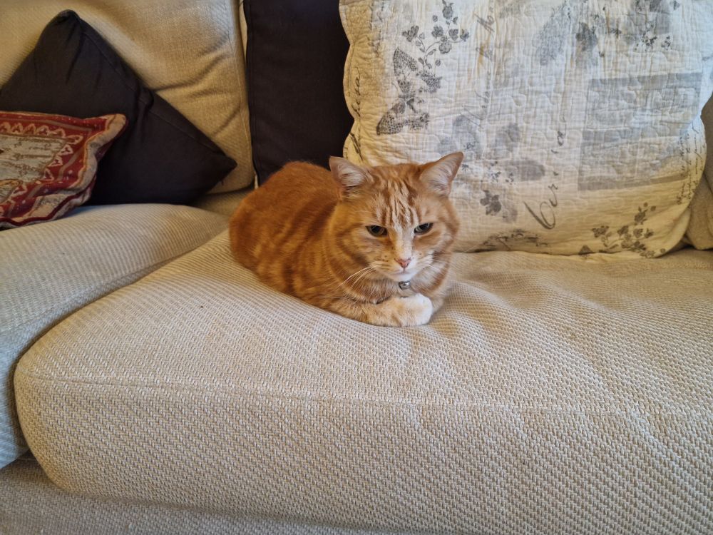 Molly the Ginger Cat reclining quietly on a pale sofa, first thing this morning.