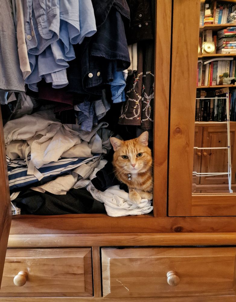 Molly Cat nestled happily on clothes in a wardrobe.