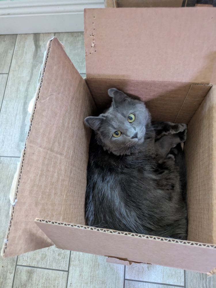 photograph of a medium hair grey cat with silver points (russian blue coloration) and green eyes looking upwards at the camera from inside a cardboard box 