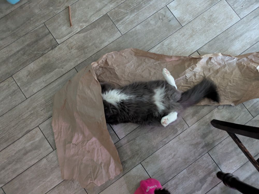 photograph of a grey cat with white points and belly markings, "hiding" (but really playing) under and on top of a piece of brown packing paper. the cat is lying on her back with her feet stretched comically behind her, while her head remains hidden under the paper