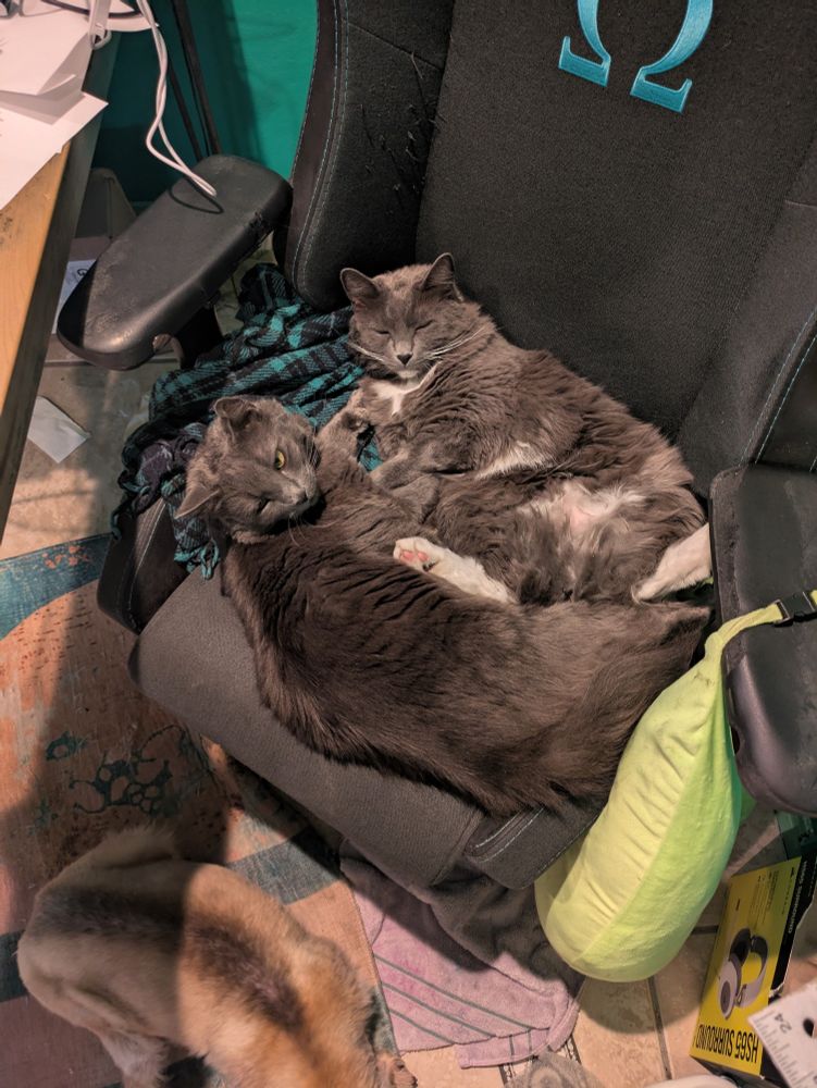 photograph of two grey cats sharing an office chair seat. the fully grey cat is lying on her side with her paws underneath her sister while the grey cat with white paws and belly is lying more in her back, with paws splayed out. both look content but a little annoyed at being disturbed