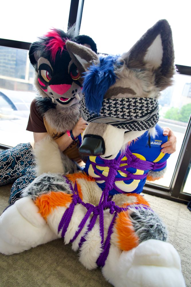 wolf fursuiter sitting on the floor in an ebi shibari tie, with a sabertooth tiger fursuiter behind, grasping his shoulders