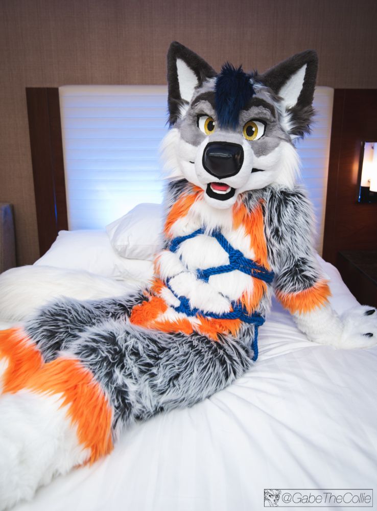 wolf fursuiter sitting on a bed, with a pretty diamond-shaped shibari rope harness