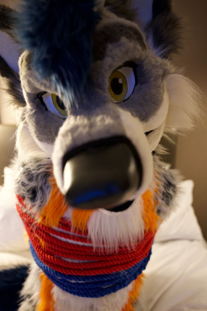 closeup on the snoot of a wolf fursuiter, who is tied with red and blue rope
