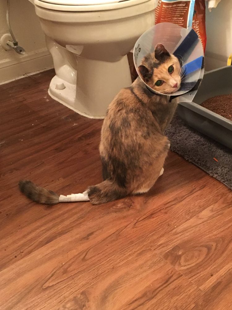 calico/tortoiseshell cat with her tail wrapped up and a cone on her head