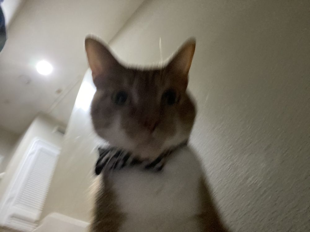 A blurry photo of an orange cat in a misaligned bow tie
