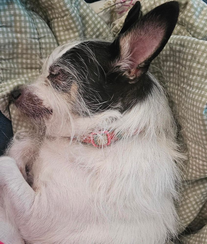 Small white dog,with black markings around face and ears, sleeping on a green and white checkered quilt