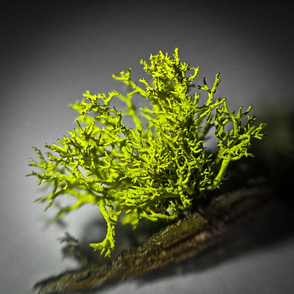 Macro photography of wolf lichen (Letharia vulpina) reveals neon chartreuse, coral-like fruticose branches clinging to decaying bark. The powdery soredia speckle each narrow filament, highlighting its intricate branching pattern. In lichenology, L. vulpina’s sensitivity to air pollutants makes it a key bioindicator, and its vulpinic acid historically served as a herbivore deterrent. lichensubscribe