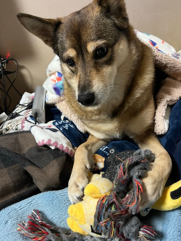 ぬいぐるみをふたつ抱える雑種犬