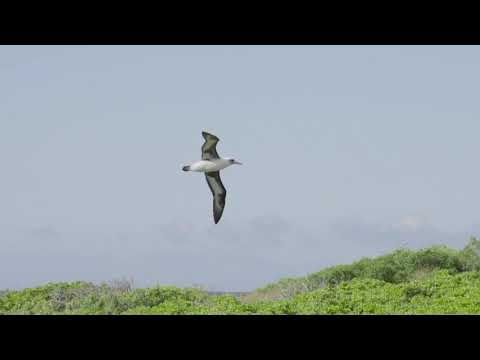 Takuma Itoh - Adaptation Variations, performed by American Wild Ensemble (live outdoor audio)