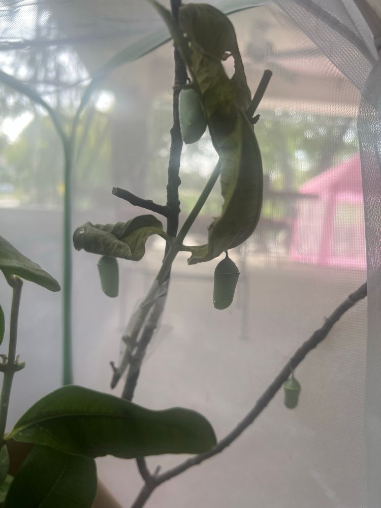 Four of monarch chrysalises on milkweed in a small mesh cage