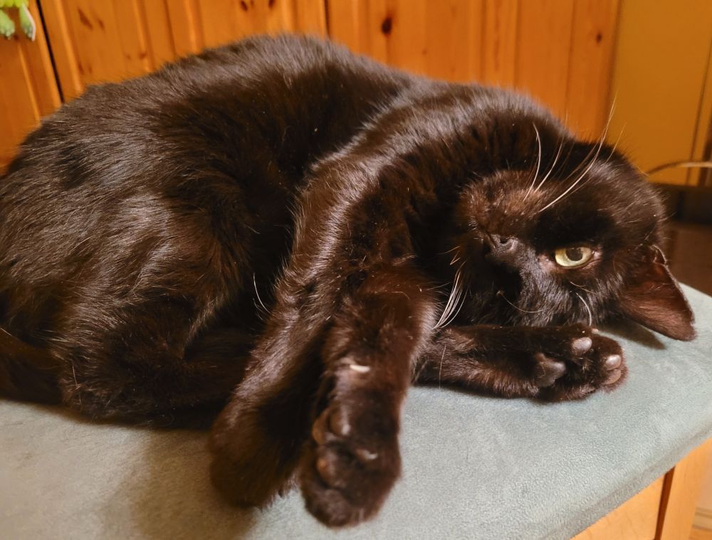 My black cat lying on a chair in a shrimp position.