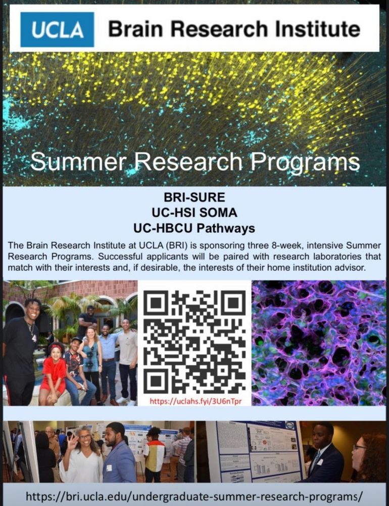 A flier showing immuofluorescent images, students participating in undergraduate research at UCLA. In the center, there is QR code for addtional information, and the bottom displays a website for additional information