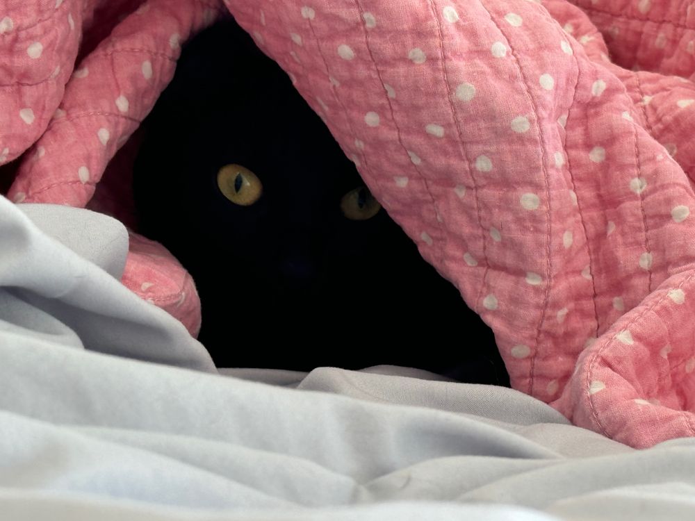 Black cat hiding under a pink blanket