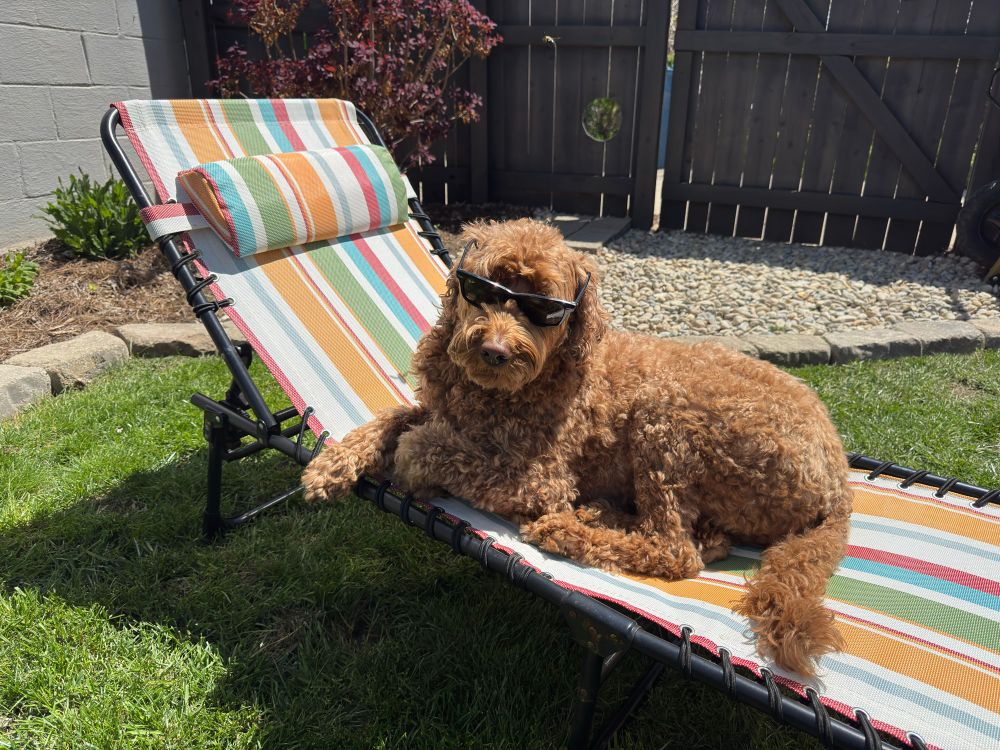 A brown fluffy dog with dark sunglasses on sits in a rainbow lounge chair in the sun looking cute