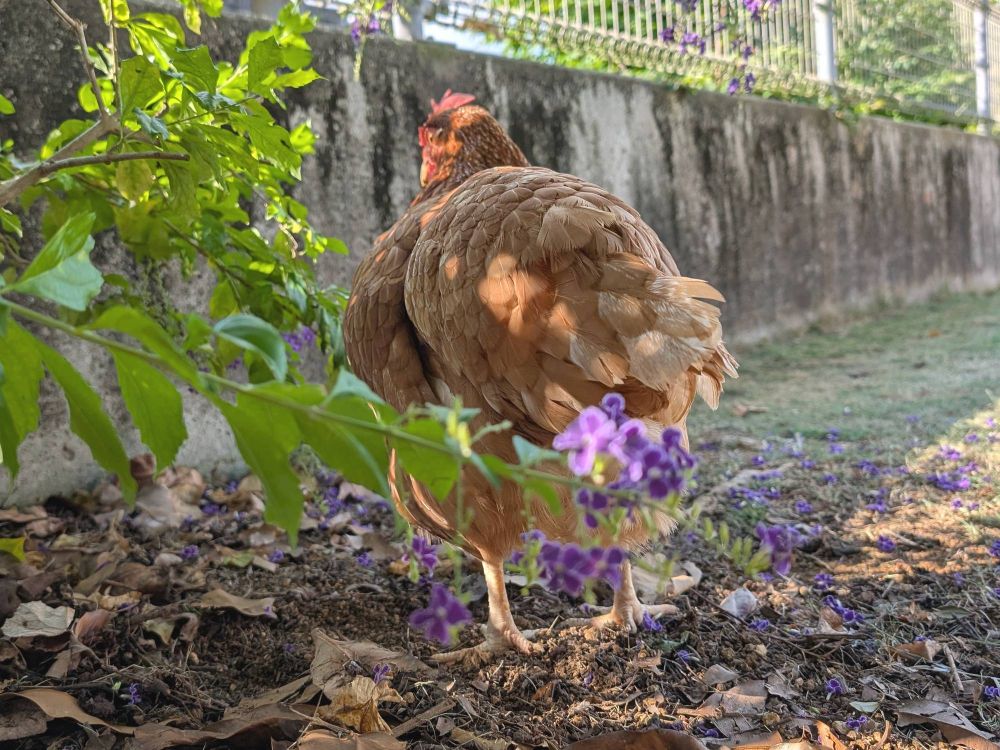 My hen's back view with duranta flowers in front of her bottom.
