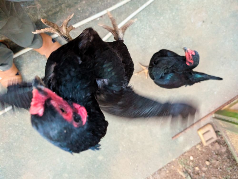 One of my black hens jumps towards my hand to get her food, while another looks on from the ground.
