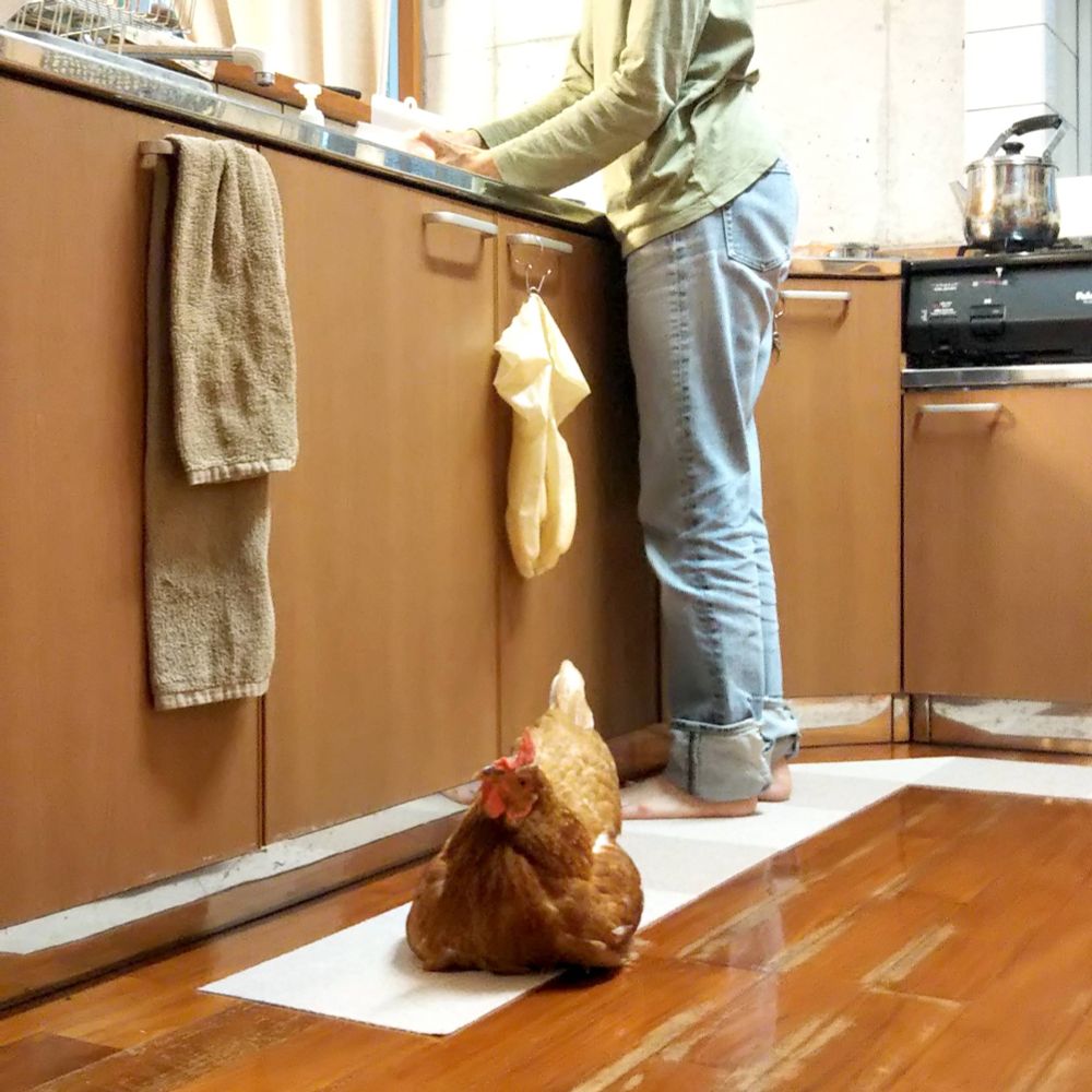 My hen is sitting on the floor in kitchen and waiting for something while my wife is preparing dishes.