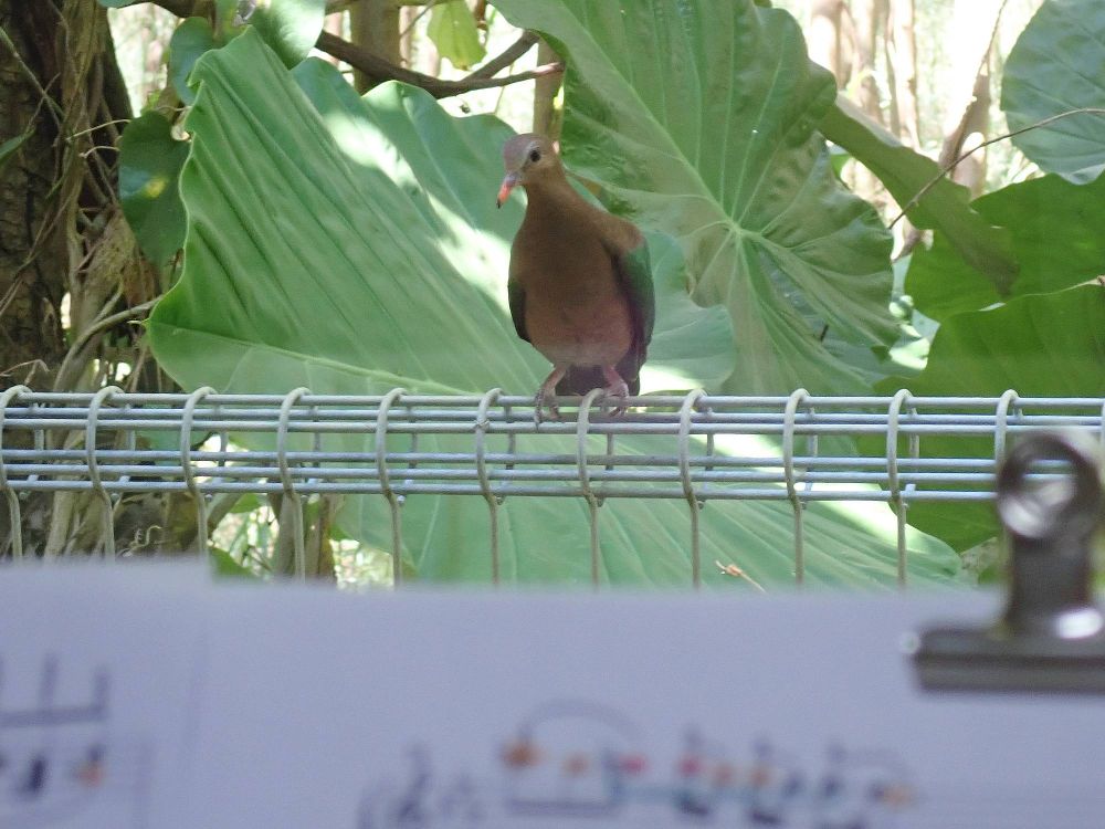An emerald dove appeared on the fence outside the room in which I play the piano.